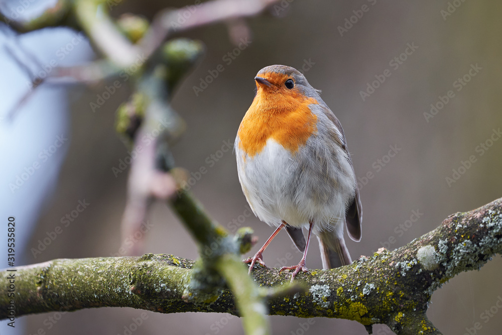 European Robin (Erithacus Rubecula) sitting on a branch European Robin (Erithacus Rubecula) sitting on a branch