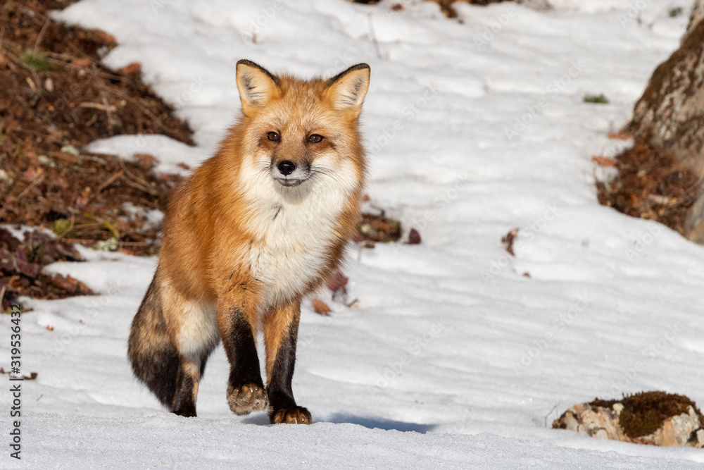 Red Fox in the Snow, Montana Red Fox in the Snow, Montana