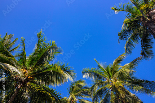 Wild palm tree on sunny blue sky background. Tropical island nature. Coco palm forest landscape. Summer vacation