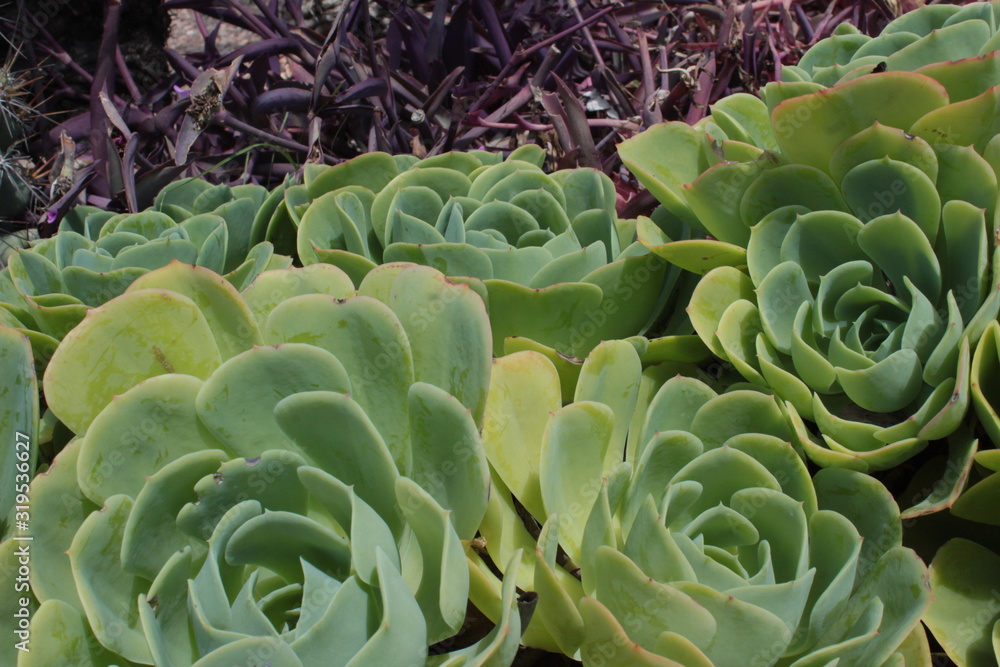 succulents succulents