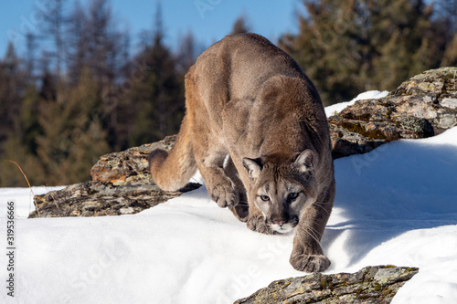 Photography Mountain Lion in the Snow, Montana