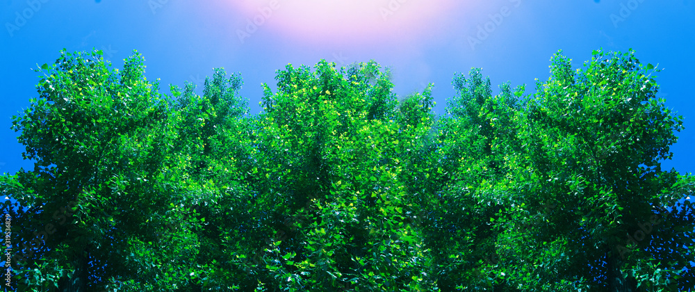 Look up top trees, the blue sky and sunlight. Azure sky in daytime is beautiful. Beautiful bright green leaves are on the branches of tree. Concept of refreshing summer time