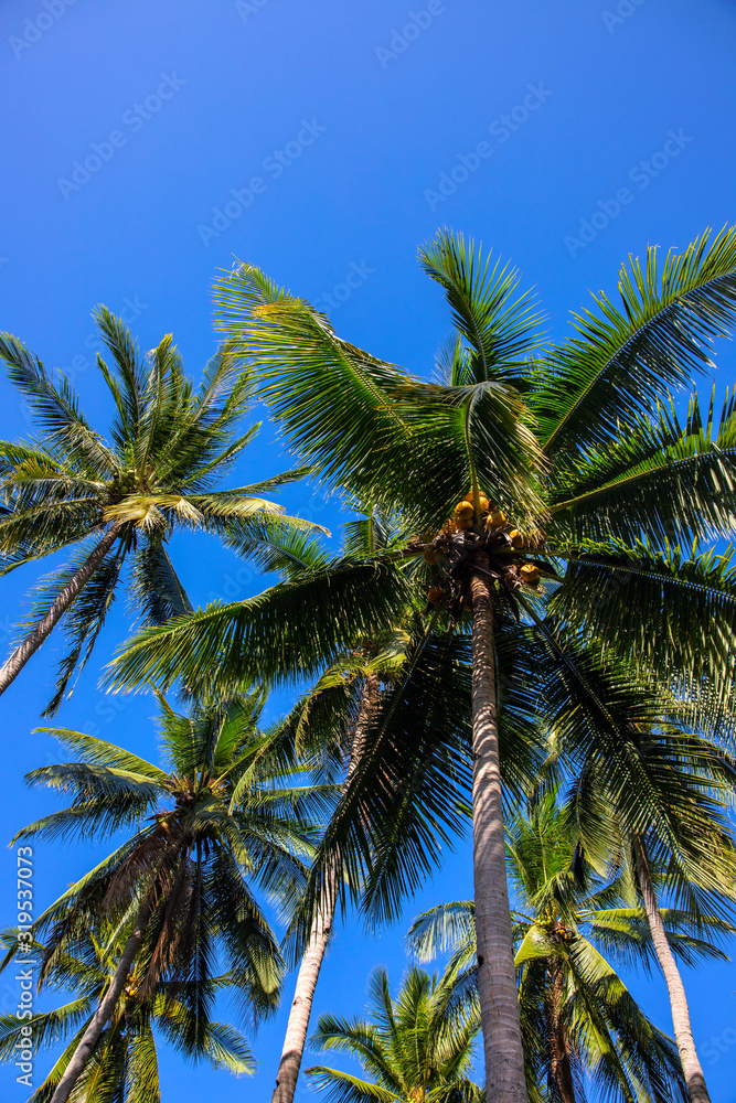 Palm tree forest on sunny blue sky background. Tropical island nature. Summer vacation banner template with text place.