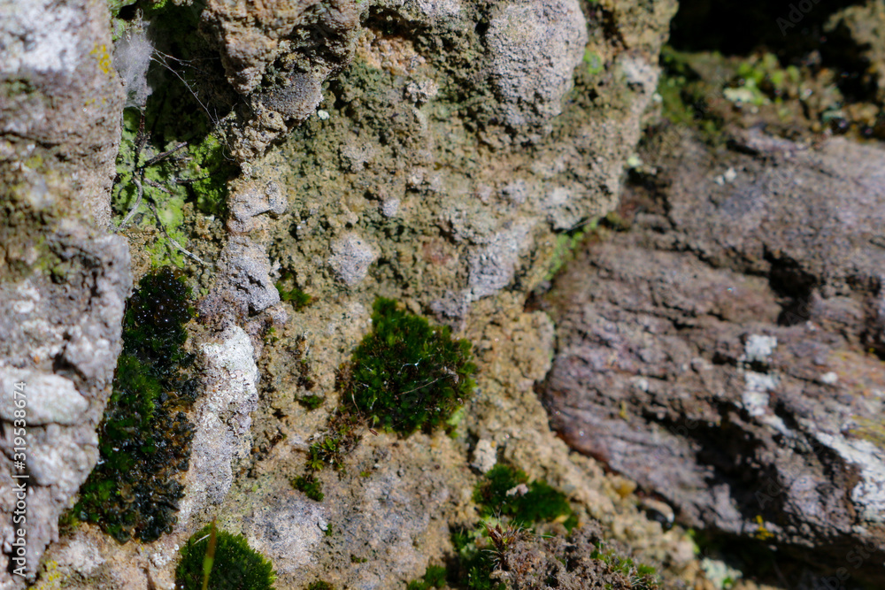 Old stone wall with moss and lichen.
