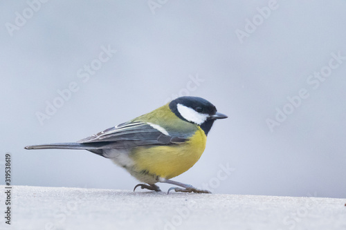 Beautiful great tit perched on a tree in the winter forest in nature, copy space