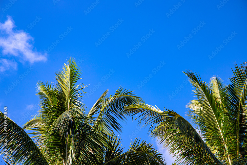 Fluffy palm tree on sunny blue sky background. Tropical island nature. Summer vacation banner template with text place. Fluffy palm tree on sunny blue sky background. Tropical island nature. Summer vacation banner template with text place.