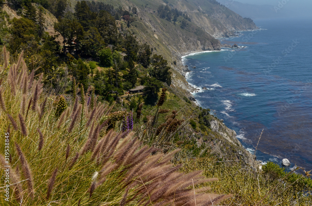 pampas grass on the coastal bluffs at Seal Beach Overlook (Big Sur