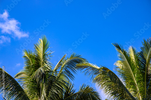 Fluffy palm tree on sunny blue sky background. Tropical island nature. Summer vacation banner template with text place.