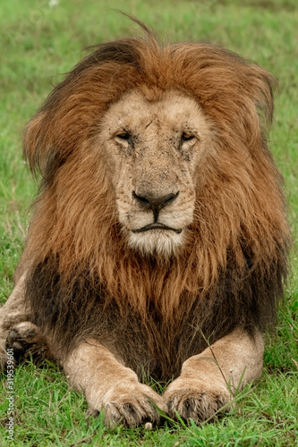 Fototapeta Naklejka Na Ścianę i Meble -  Male Lion with Large Mane - Maasai Mara National Park, Kenya