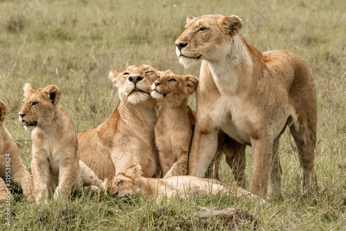 Fototapeta Naklejka Na Ścianę i Meble -  Lion Pride Babies Loving Mama Lion - Maasai Mara National Park, Kenya