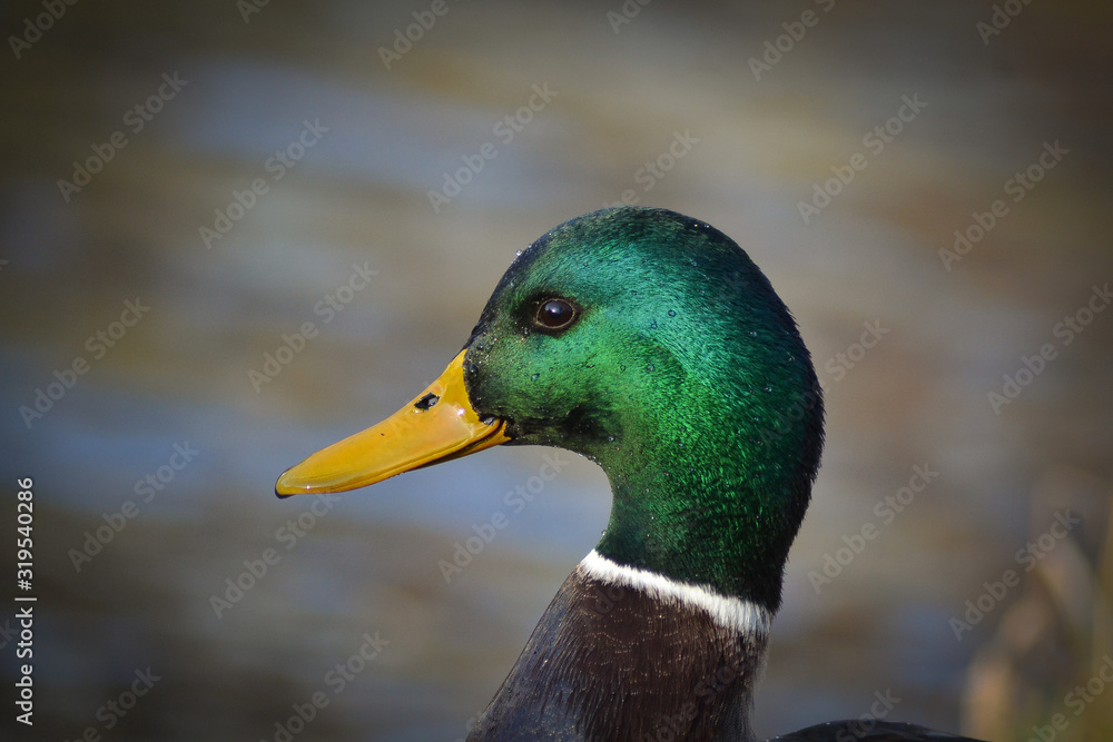 Obraz premium kaczka