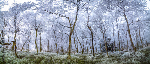 amazing and mysterious icy trees in a forest covered with ice and frost, all in white and fog