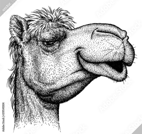 black and white engrave isolated camel illustration
