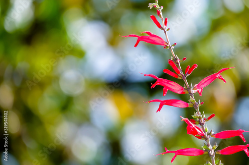 Flowers of pineapple sage or tangerine sage, Salvia elegans, nice bokeh in background