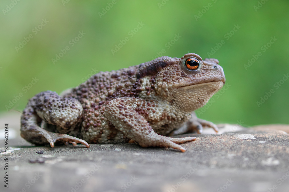 Obraz premium Common toad (Bufo bufo) in the natural ecosystem.