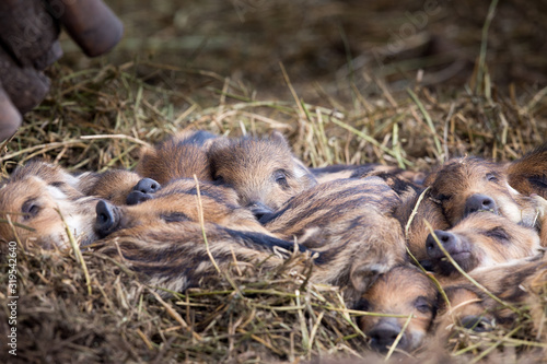 Leinwand Poster Wild boar piglets sleeping in forest