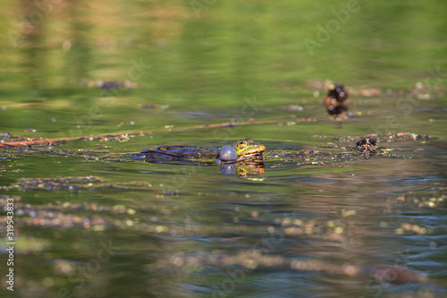 Green Marsh Frog croaking in the water. Pelophylax ridibundus. Marsh frog (Pelophylax ridibundus) in a pond. Green frog with a head over water. © ihorhvozdetskiy