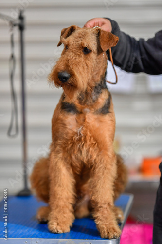 A two-year-old Airedale Terrier dog portrait