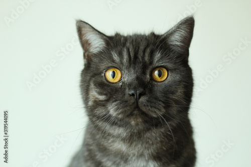 british short hair gray cat potrait