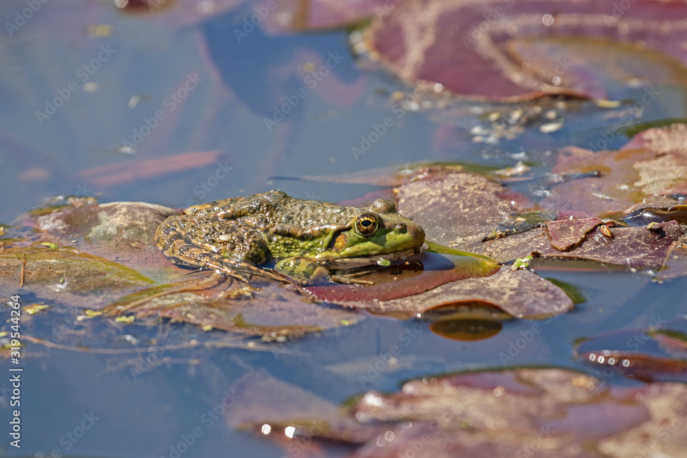 Green Marsh Frog croaking in the water. Pelophylax ridibundus. Marsh frog (Pelophylax ridibundus) in a pond. Green frog with a head over water. Green Marsh Frog croaking in the water. Pelophylax ridibundus. Marsh frog (Pelophylax ridibundus) in a pond. Green frog with a head over water.