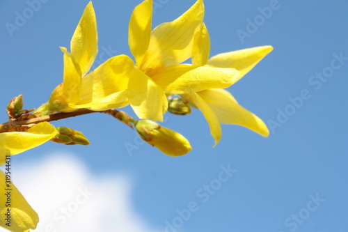 Obraz na plátne Yellow forsythia flowers against the blue sky