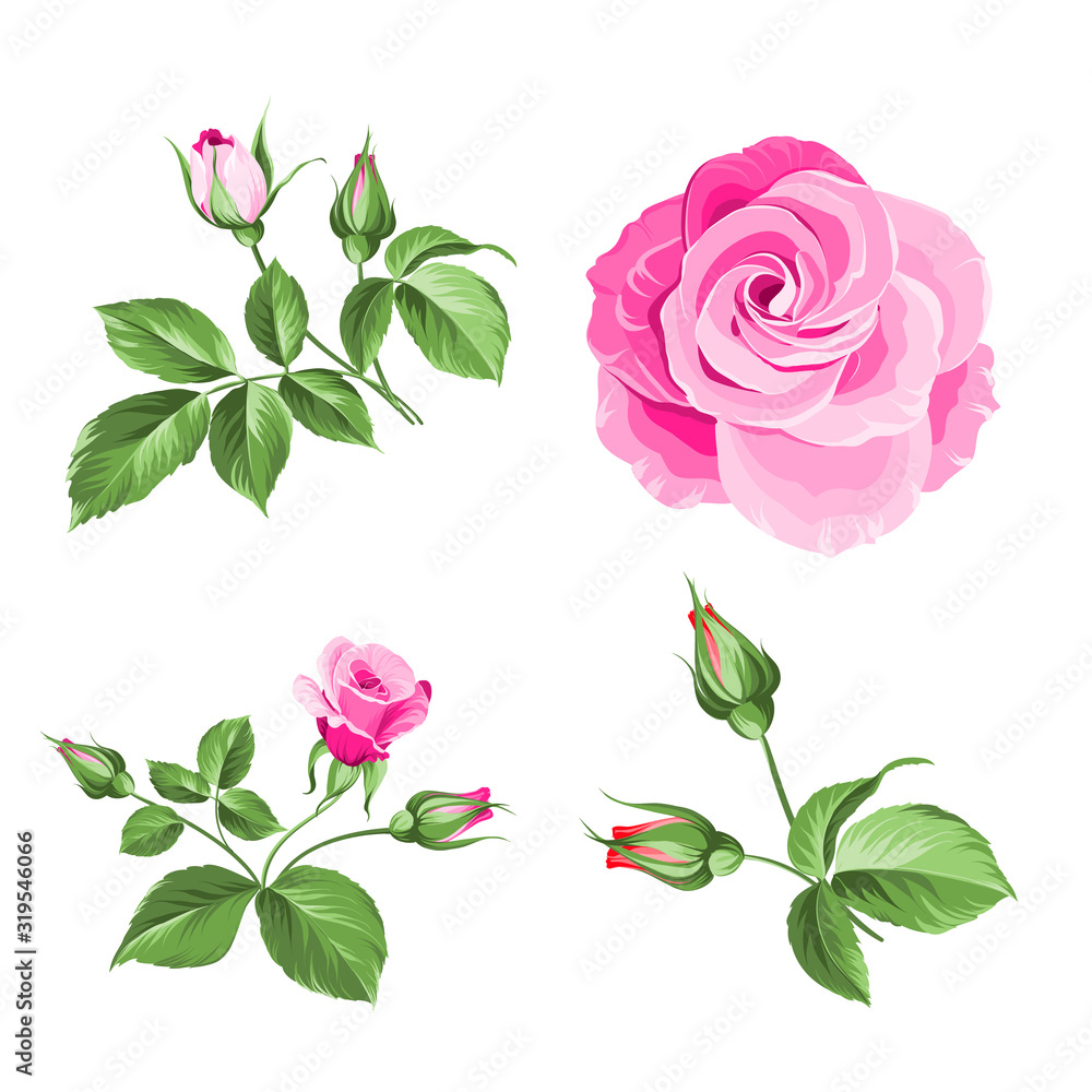 Rose bud collection. Elements of roses isolated on white background. Bouquet of roses. Flower isolated against white. Beautiful set of flowers. Vector illustration. Rose bud collection. Elements of roses isolated on white background. Bouquet of roses. Flower isolated against white. Beautiful set of flowers. Vector illustration.