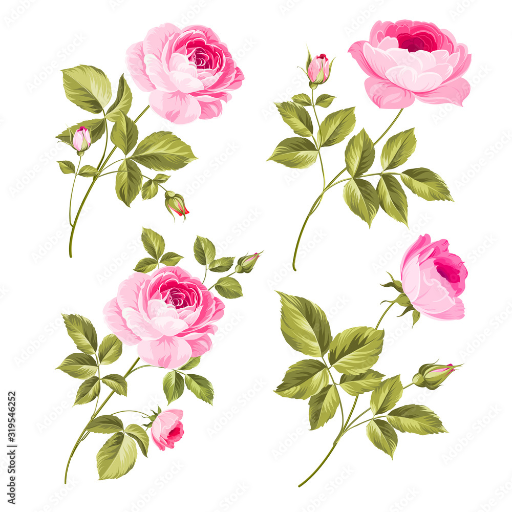 Rose bud collection. Elements of roses isolated on white background. Bouquet of roses. Flower isolated against white. Beautiful set of flowers. Vector illustration.