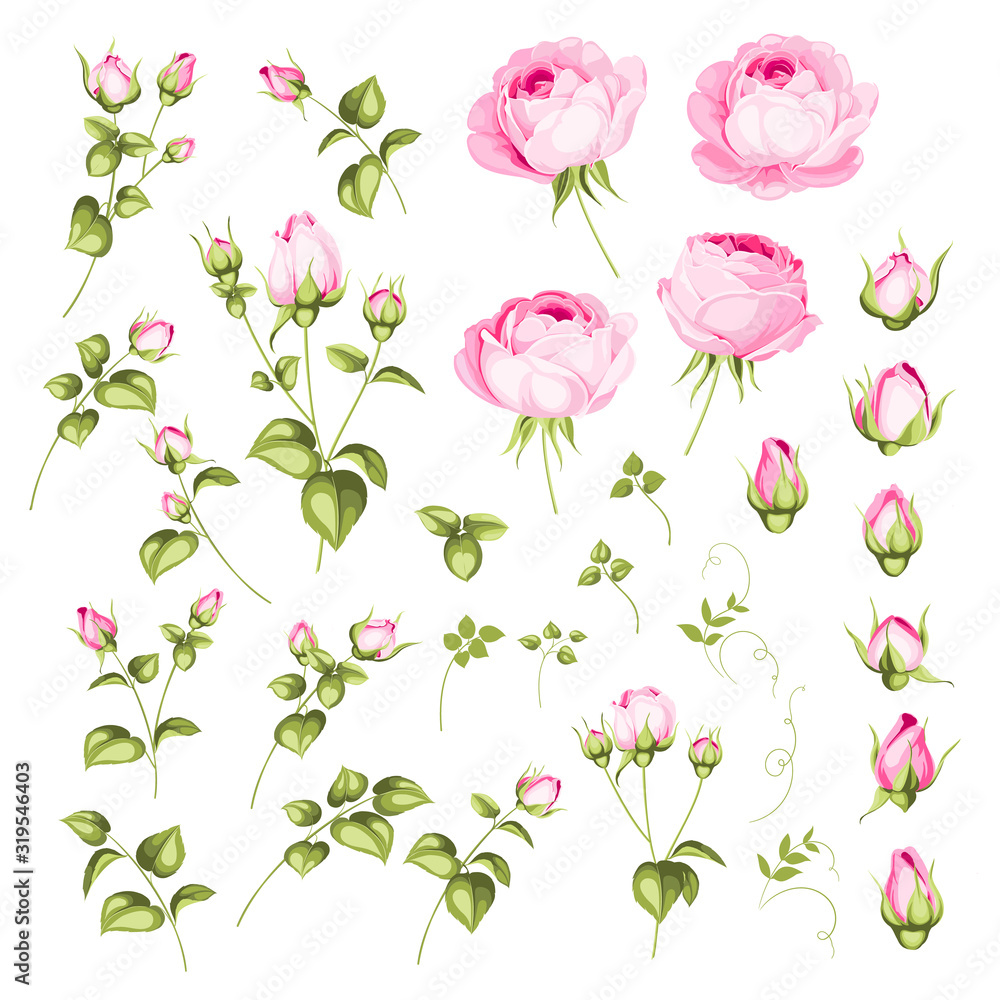 Rose bud collection. Elements of roses isolated on white background. Bouquet of roses. Flower isolated against white. Beautiful set of flowers. Vector illustration.