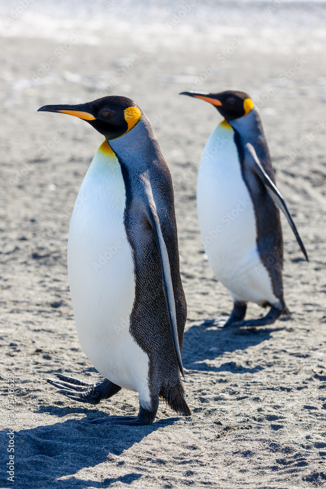 Fototapeta premium Königspinguin