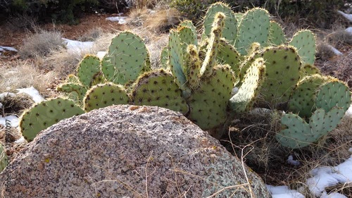 Arizona Cacti. Purple prickly pear, black spine prickly pea (Opuntia macrocentra), cacti in the winter in the mountains, snow on the ground photo