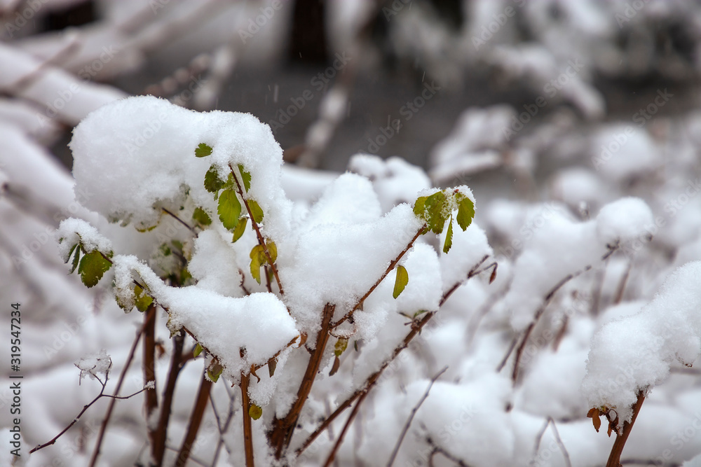 Snow on the tree branches