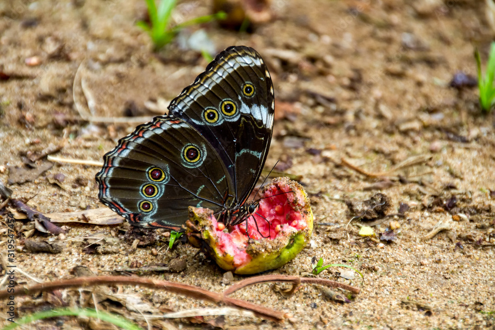 Morpho deidamia, also called Morpho is a great butterfly from Neotropic ...