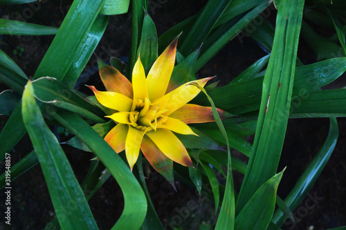 Yellow Guzmania lingulata in green leaves, top view photo