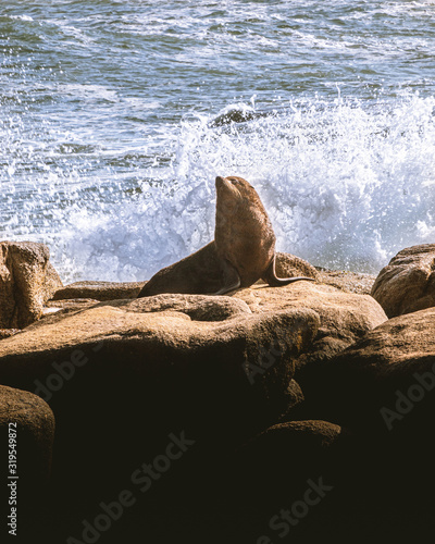 sea ​​lion on stone