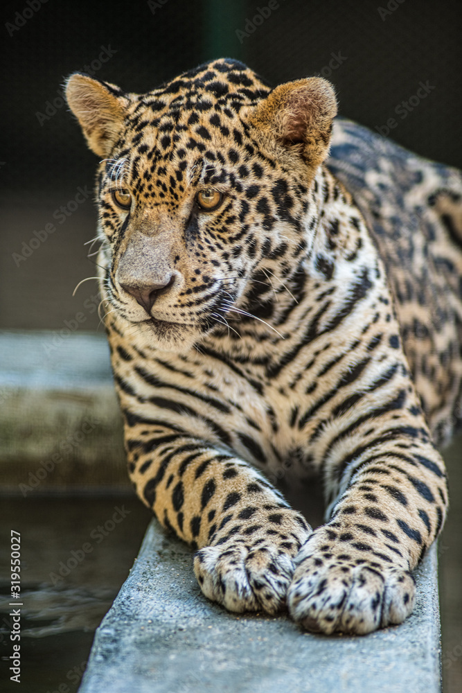 Naklejka premium Jaguar just lazing around.
