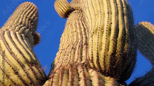 Arizona cacti.  A view looking up a Saguaro cactus carnegia gigantia from its base. photo