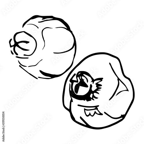 Two grenades. Vector sketch of tropical fruit. Round outlines of ripe fetus isolated on a white background, stock illustration on a horticultural theme, healthy nutrition, usefulness of fresh fruits.