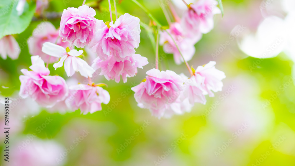 Pink cherry blossom (Sakura) flower. Soft focus cherry blossom or sakura flower on blurry background. Sakura and green leaves in the sun. Valentine's day. Copy space Pink cherry blossom (Sakura) flower. Soft focus cherry blossom or sakura flower on blurry background. Sakura and green leaves in the sun. Valentine's day. Copy space