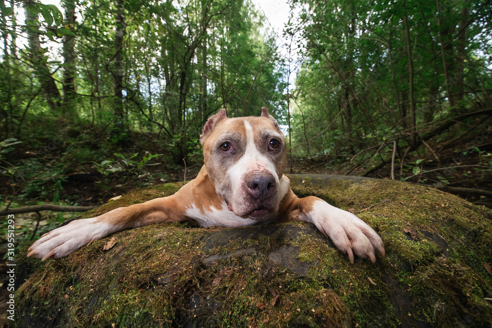 Calm American Staffordshire Terrier lying on tire in forest Calm American Staffordshire Terrier lying on tire in forest