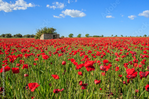 Red Poppies field over the blue sky with a stone hut.