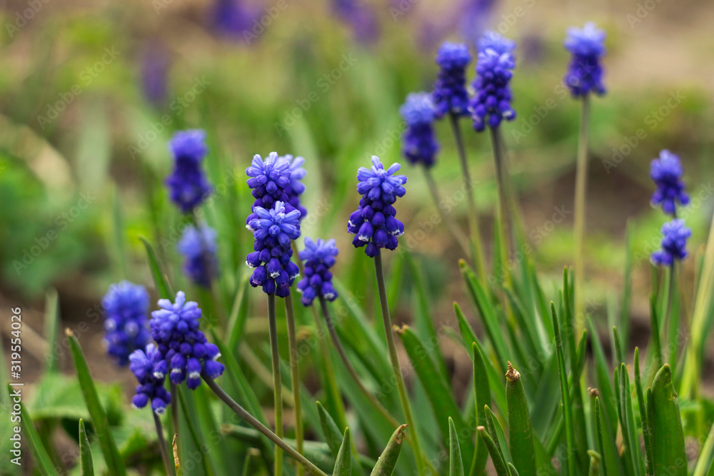 Muscari armeniacum, blue grape hyacinths is a perennial bulbous plant. Floral pattern, beautiful spring flowers in the flowerbed, blurred background Muscari armeniacum, blue grape hyacinths is a perennial bulbous plant. Floral pattern, beautiful spring flowers in the flowerbed, blurred background