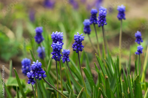 Muscari armeniacum  blue grape hyacinths is a perennial bulbous plant. Floral pattern  beautiful spring flowers in the flowerbed  blurred background