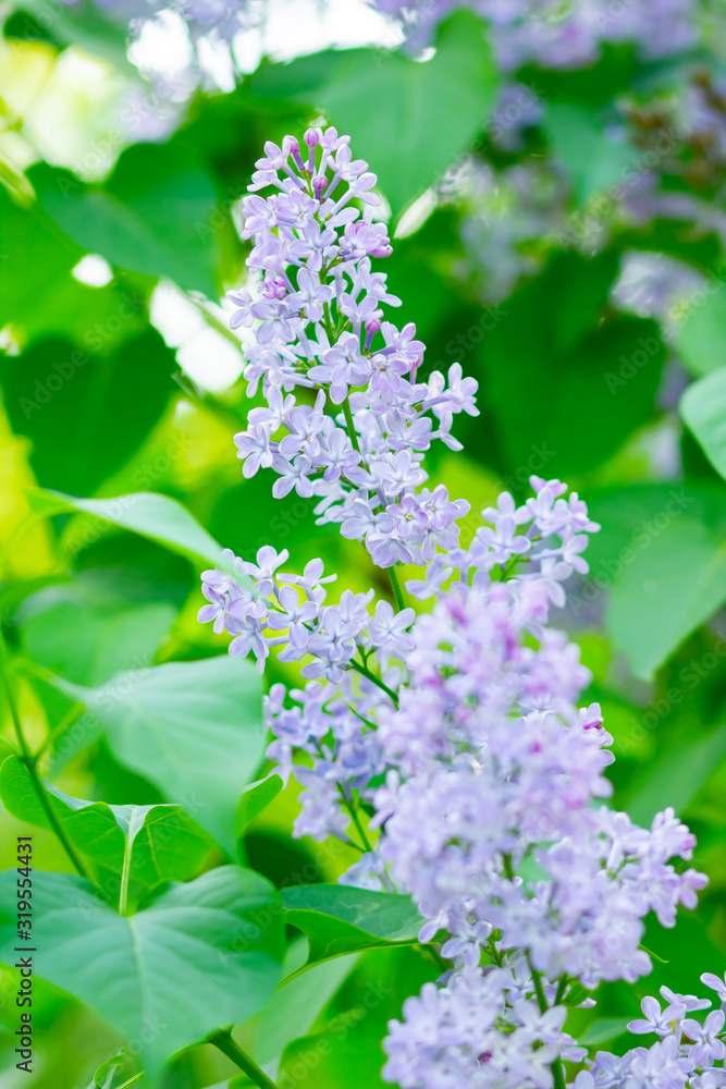 Spring branch of blossoming lilac. Lilac flowers bunch over blurred background. Purple lilac flower with blurred green leaves. Valentine's day. Copy space Spring branch of blossoming lilac. Lilac flowers bunch over blurred background. Purple lilac flower with blurred green leaves. Valentine's day. Copy space