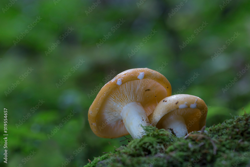 Lactarius, mushroom in the forest in autumn