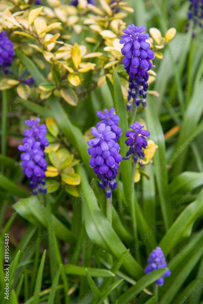 Nice purple blue flowers with green leaves Nice purple blue flowers with green leaves