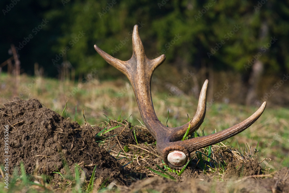 Red deer antler Red deer antler