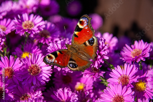Peacock butterfly on the flowers of aster purple dome