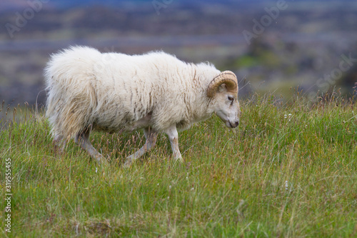 typical icelandic sheep