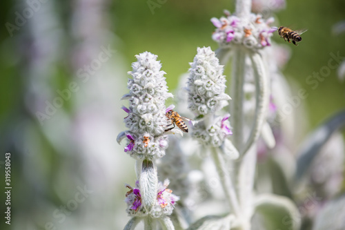 Honeybees collect nectar and pollen from Stachys byzantina, lamb's-ear, woolly hedgenettle, Stachys lanata, olympica fluffy white plants with purple flowers on flowerbed in garden near apiary. photo