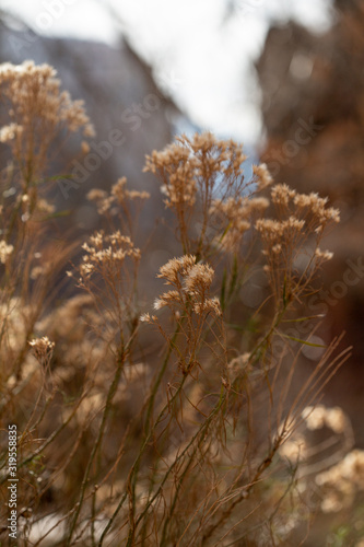 Dried flowers and brown winter foliage in Zion National Park, Utah © Rachel